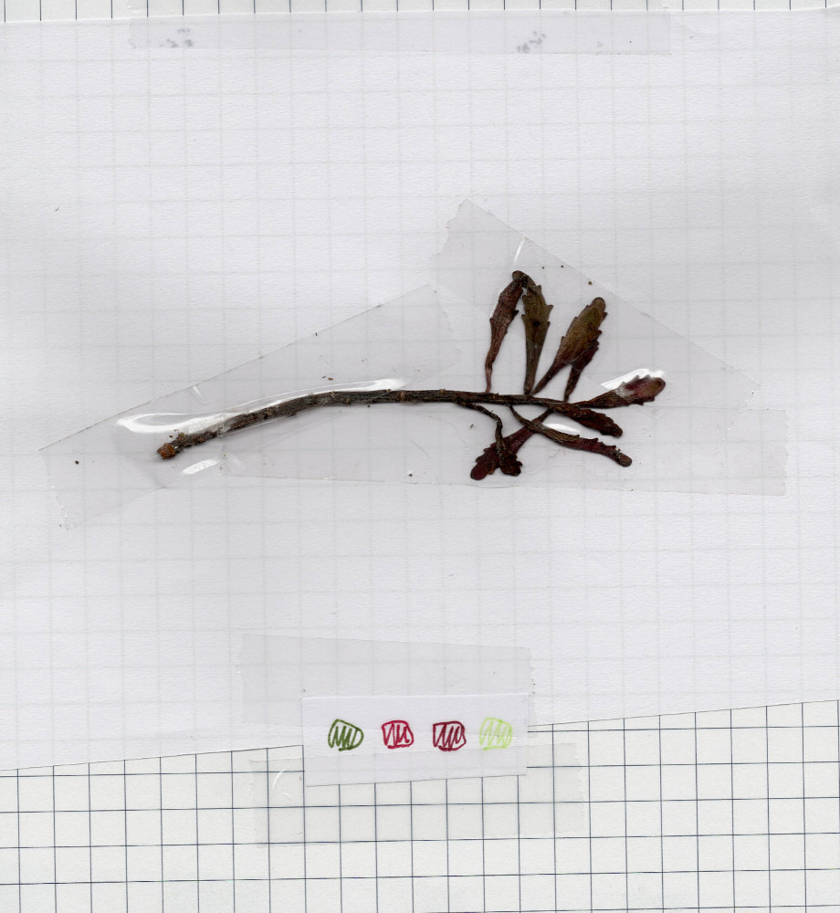 Blatt - rot, grün
