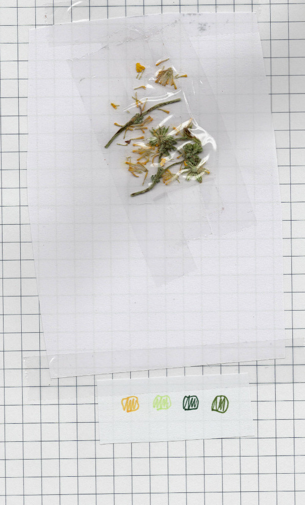 Blüte - gelb, grün