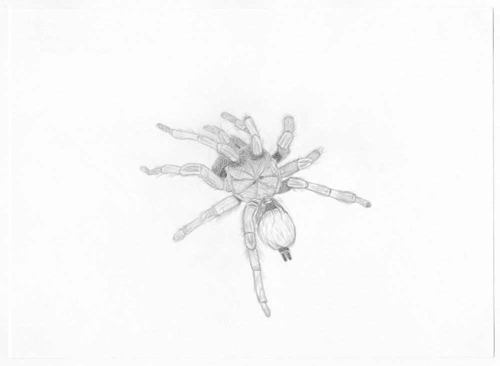 Weißknie-Vogelspinne (Acanthoscurria brocklehursti)